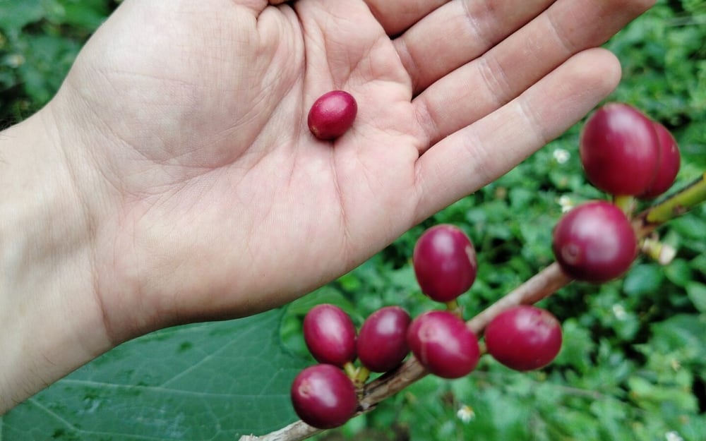 A hand holding a ripe coffee cherry picked from the branch