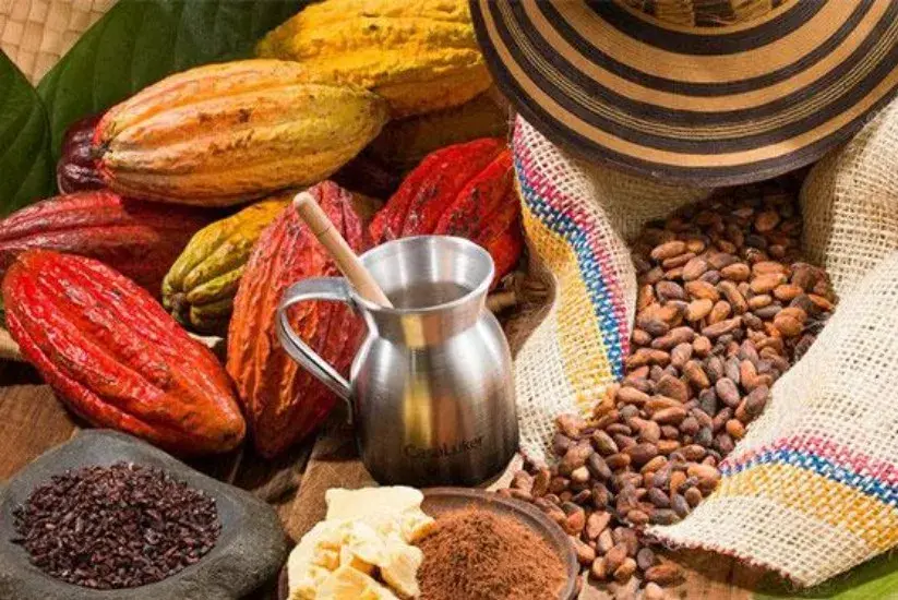 Colombian cacao pods and beans laid out for a tasting