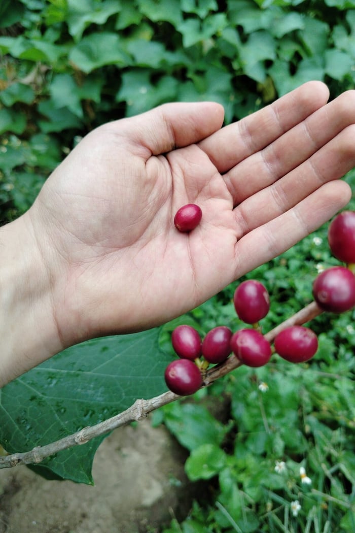 A hand holding a ripe coffee cherry beside the branch it grew on